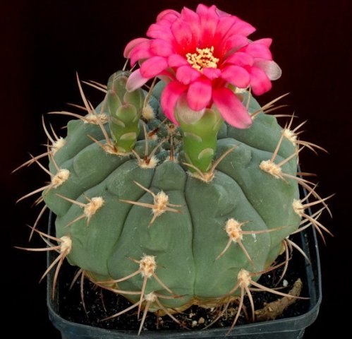 Gymnocalycium_juliensis